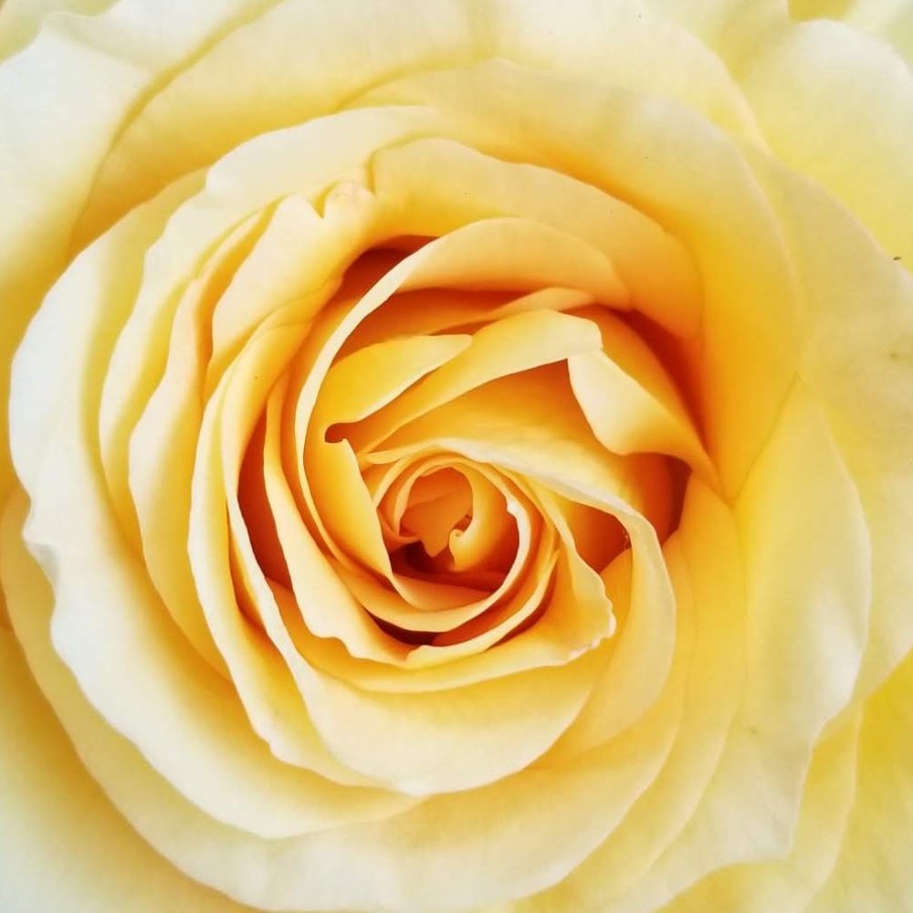 Meet your Posher, Emmaline